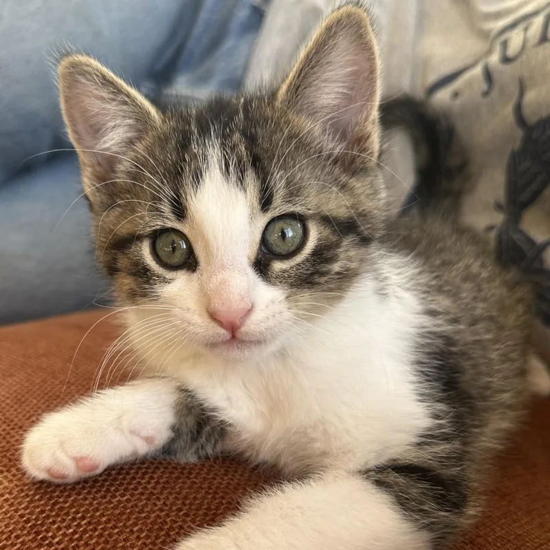 A baby small-sized male Gray / Blue / Silver Domestic Short Hair cat named Rosso for adoption in Chaska, MN