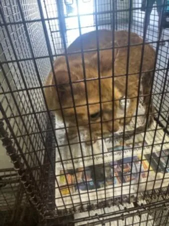 An adult large-sized female Domestic Short Hair cat named Lulu for adoption in Los Angeles, CA