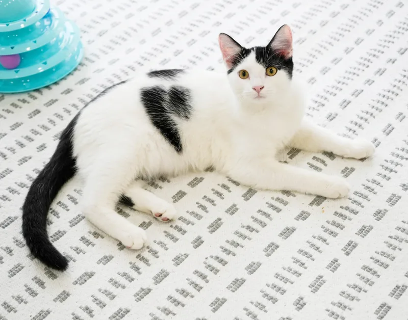A baby small-sized male Black Turkish Van cat named Shiloh and Salem for adoption in Bedford Hills, NY