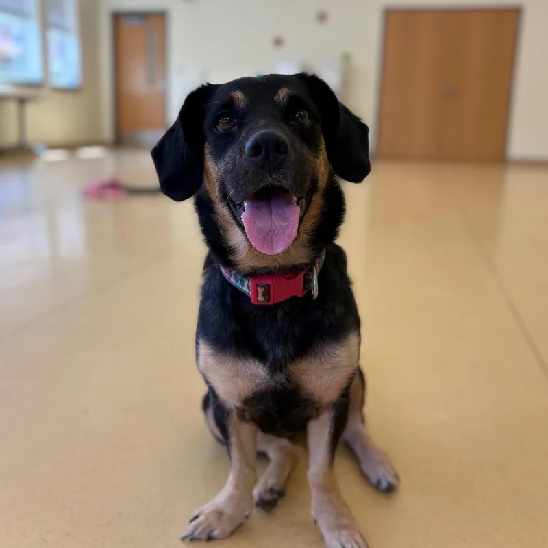 A young medium-sized female Black Shepherd dog named Justius for adoption in Lynchburg, VA