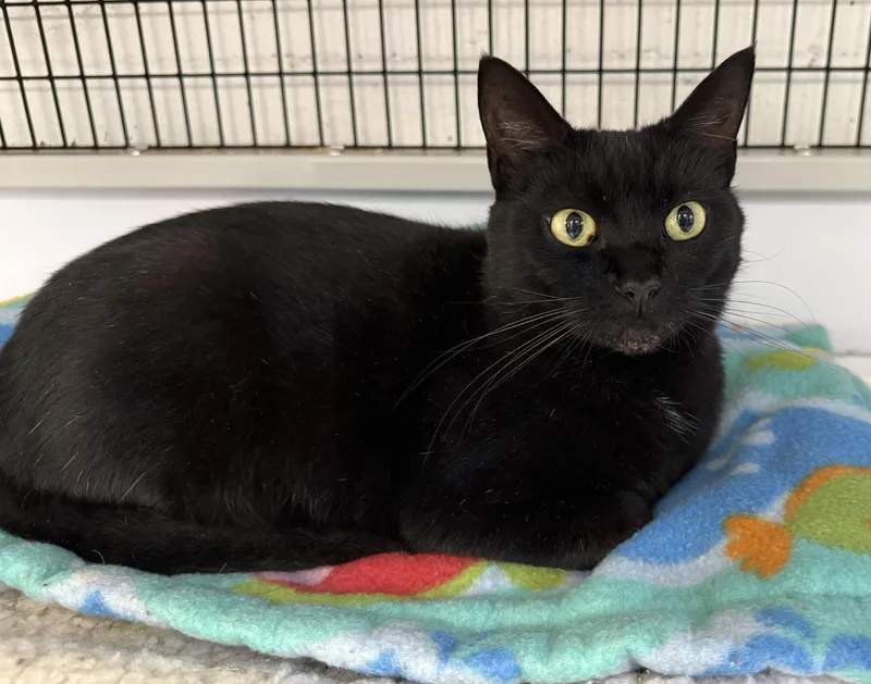 An adult medium-sized female Black Domestic Short Hair cat named LOCAL CAT Glinda for adoption in Clayville, RI