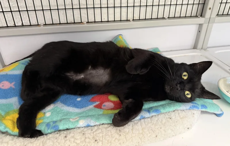 LOCAL CAT  Glinda thumbnail 2
