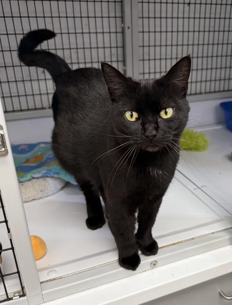 LOCAL CAT  Glinda thumbnail 4