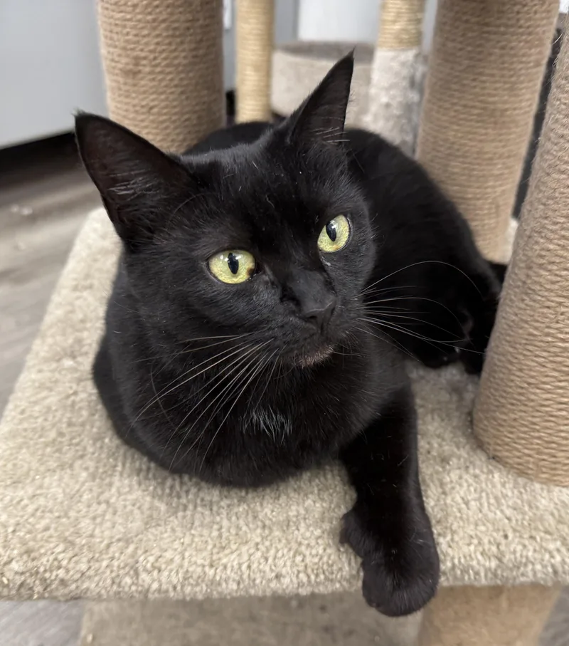 LOCAL CAT  Glinda thumbnail 5