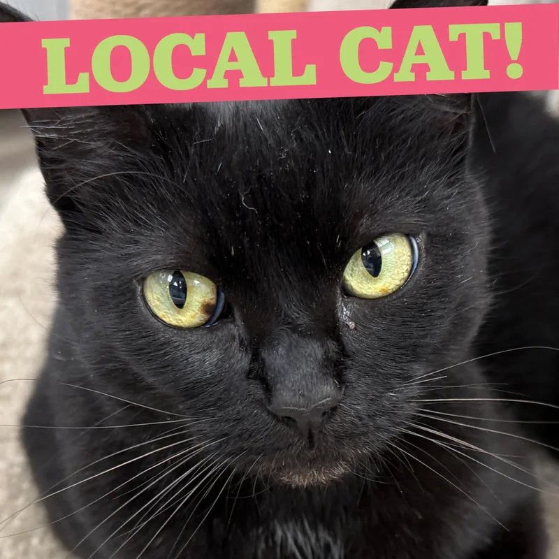LOCAL CAT  Glinda thumbnail 6