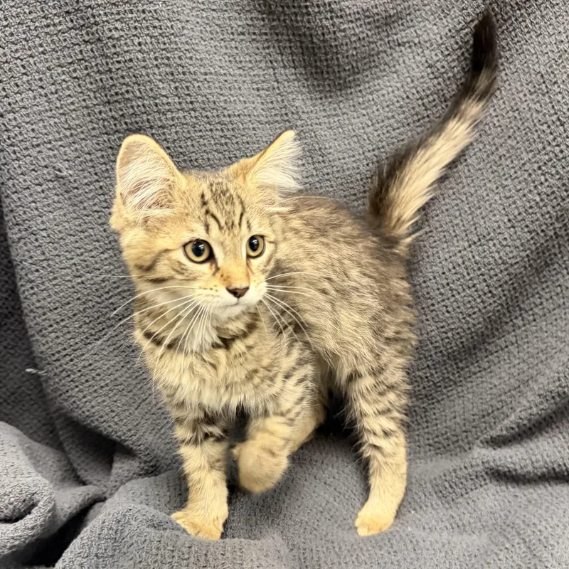 A baby medium-sized female Tabby (Buff / Tan / Fawn) Domestic Long Hair cat named Poppy for adoption in Latrobe, PA