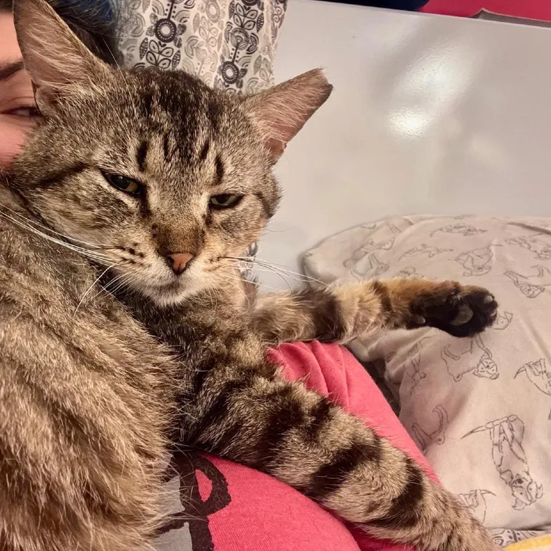 A senior extra large-sized male Gray / Blue / Silver Domestic Short Hair cat named Alan for adoption in Houston, TX