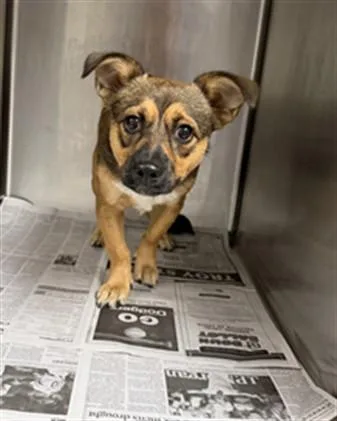 A young small-sized male Beagle dog named Bagel for adoption in Van Nuys, CA