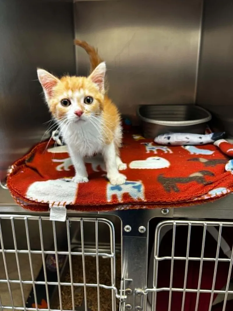 A baby medium-sized male Orange & White Domestic Short Hair cat named Chaos for adoption in Chambersburg, PA