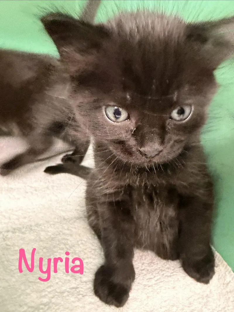 Nyria