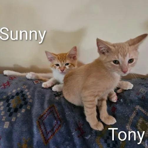 Sunny