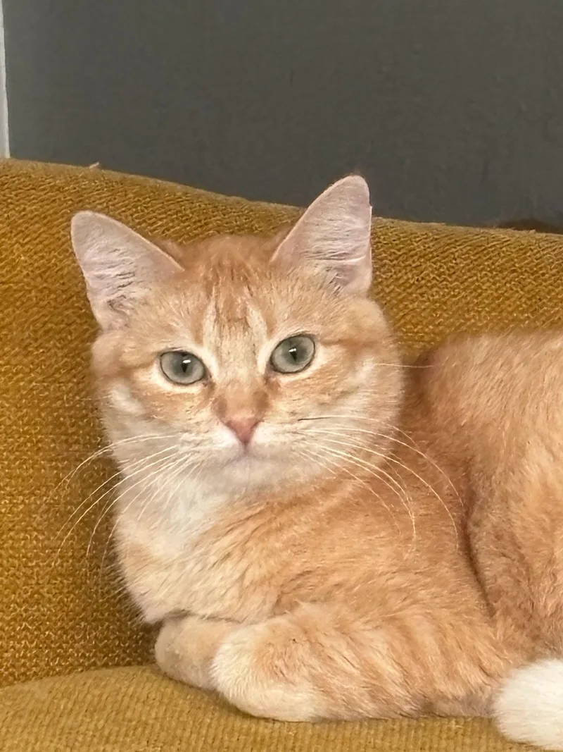 An adult medium-sized female Orange / Red American Curl cat named Raina for adoption in Burleson, TX