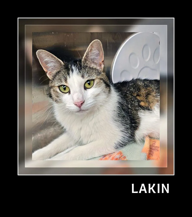 An adult medium-sized female White Domestic Short Hair cat named Lakin for adoption in Whiting, IN