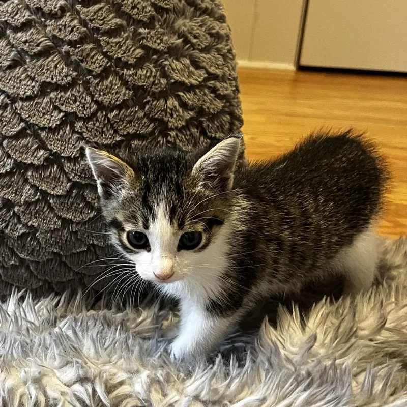 A baby small-sized male Brown / Chocolate Domestic Short Hair cat named Lencho for adoption in Chino Hills, CA