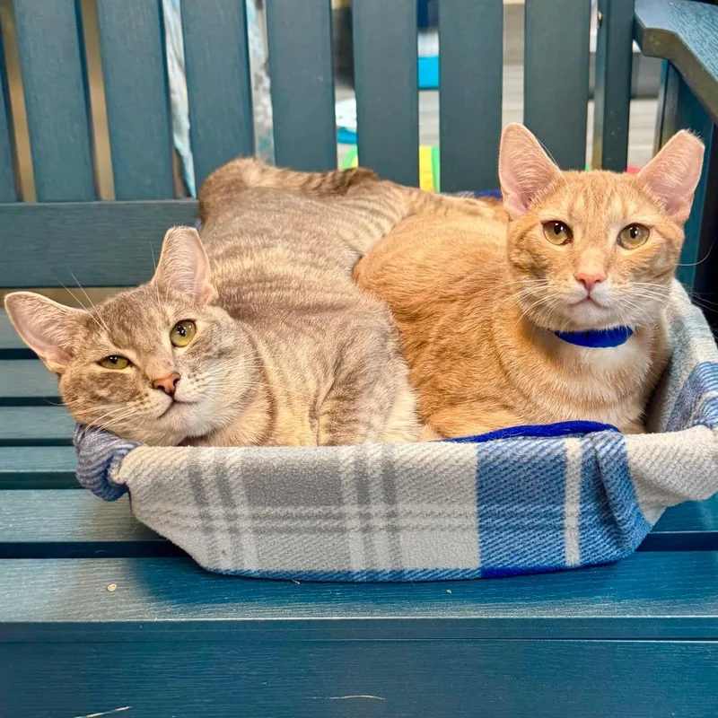 A young medium-sized female Gray / Blue / Silver Domestic Short Hair cat named Cookie for adoption in Lakeland, FL
