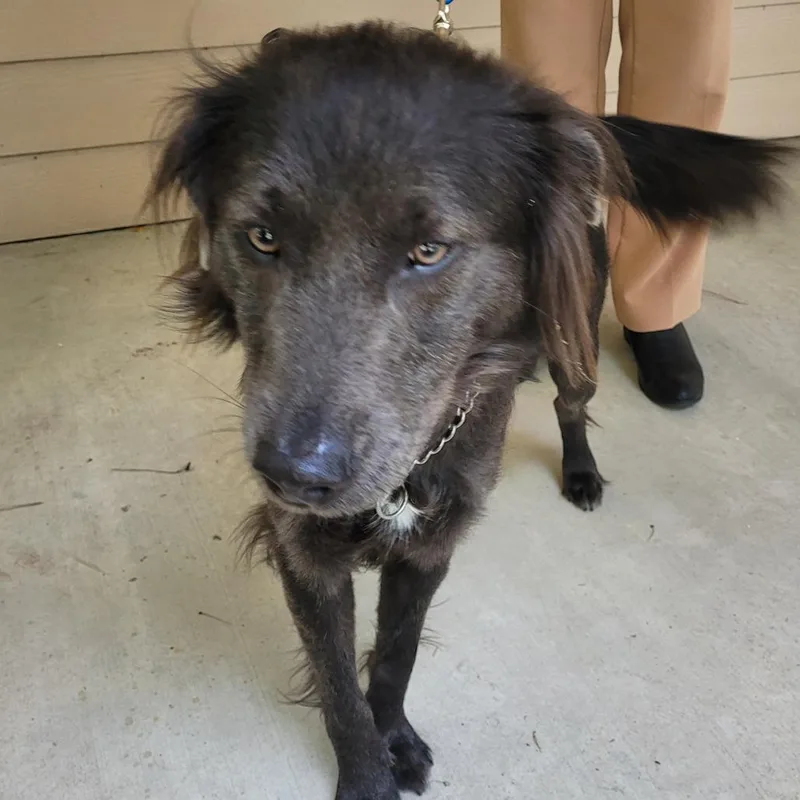An adult medium-sized male Gray / Blue / Silver Mixed Breed dog named Smokey Bubba for adoption in Lake Panasoffkee, FL
