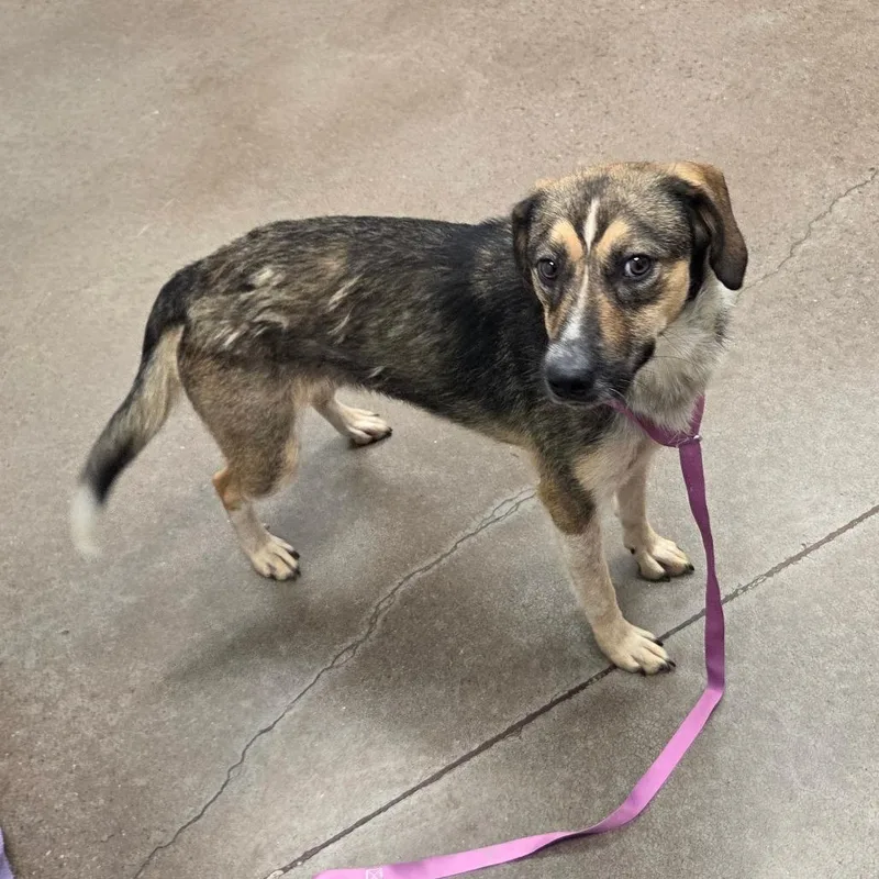 An adult medium-sized female Brown / Chocolate Shepherd dog named Ms. Jambo for adoption in Chattanooga, TN