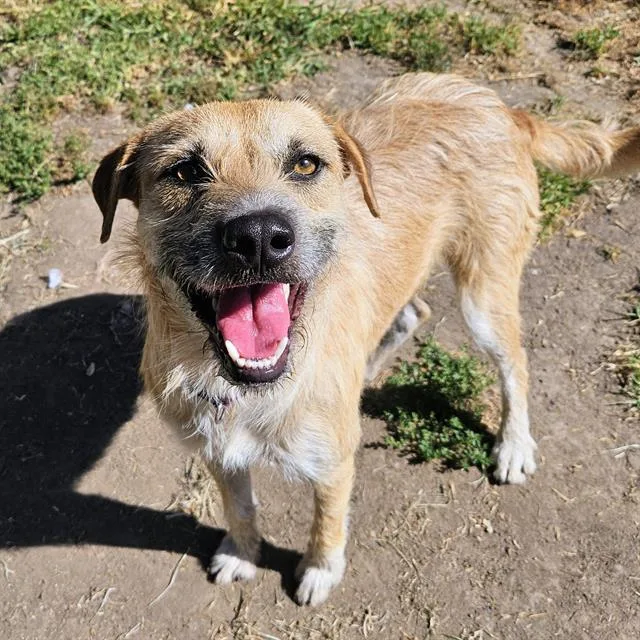 A young medium-sized male Border Terrier dog named Kevin for adoption in Camarillo, CA