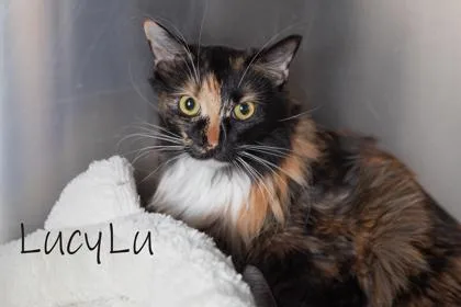 Lucy Lu Bonded Bootsy thumbnail 3