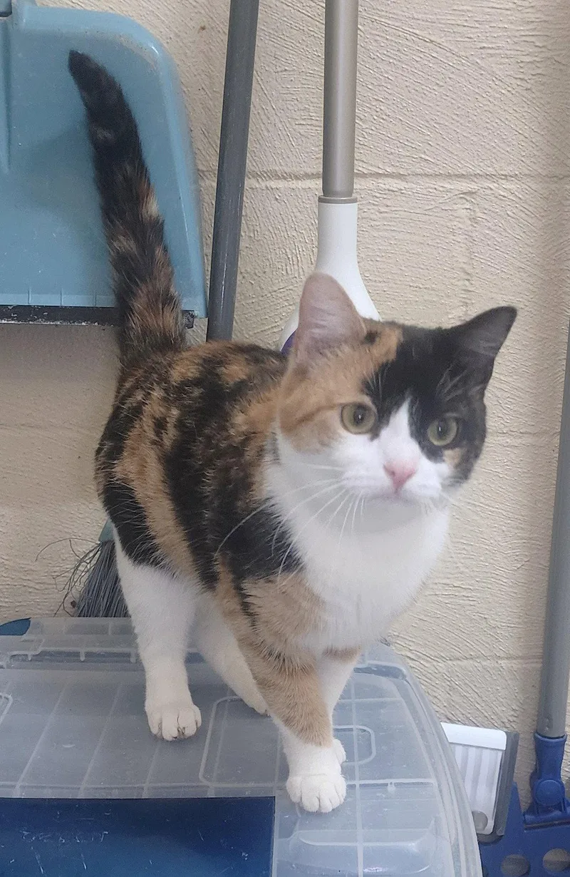 An adult medium-sized female Domestic Short Hair cat named Camilla for adoption in Wetumpka, AL