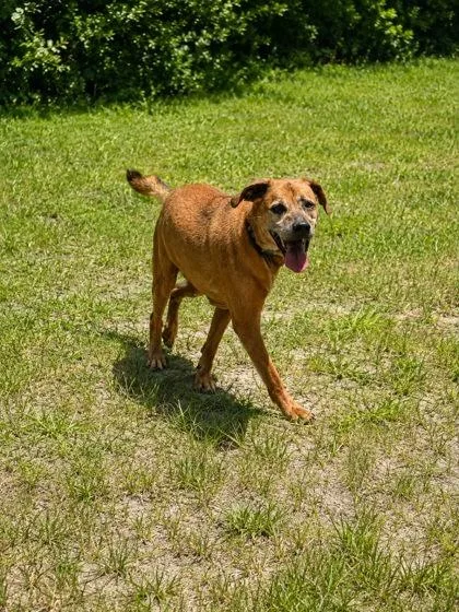 Rocco thumbnail 2