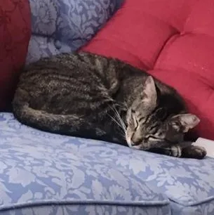 A senior large-sized male Tabby (Gray / Blue / Silver) Domestic Short Hair cat named Tiger for adoption in Liverpool, TX