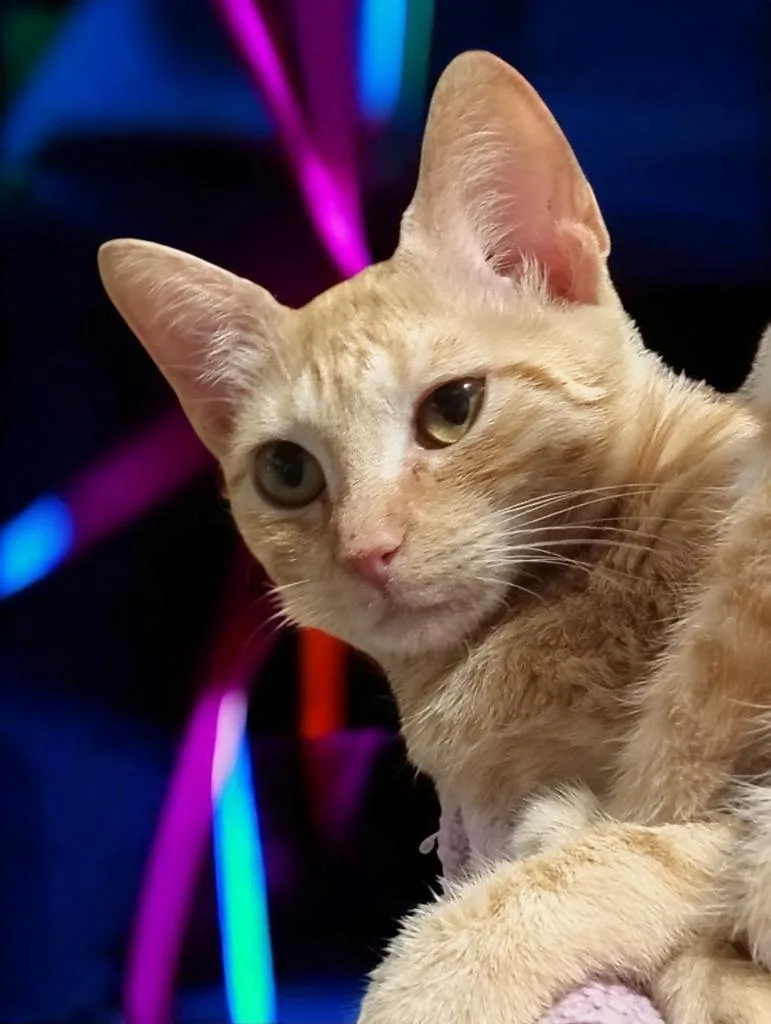 A young medium-sized female Domestic Short Hair cat named Starburst for adoption in Richland Hills, TX