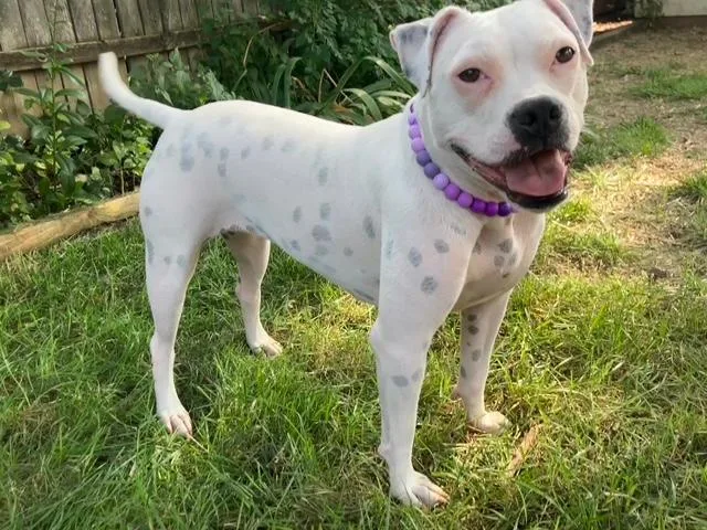 A young medium-sized female Pit Bull Terrier dog named Happy for adoption in Plainfield, IL