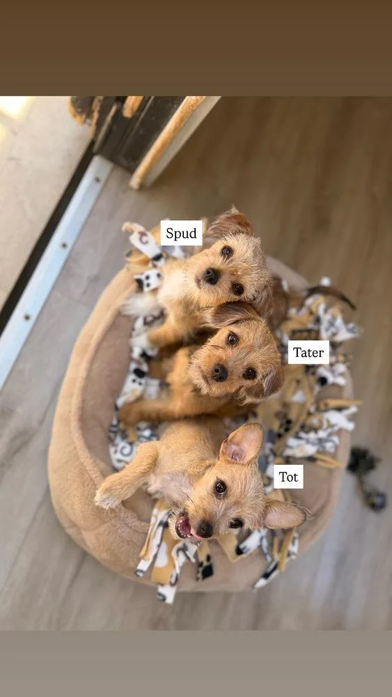 Spud