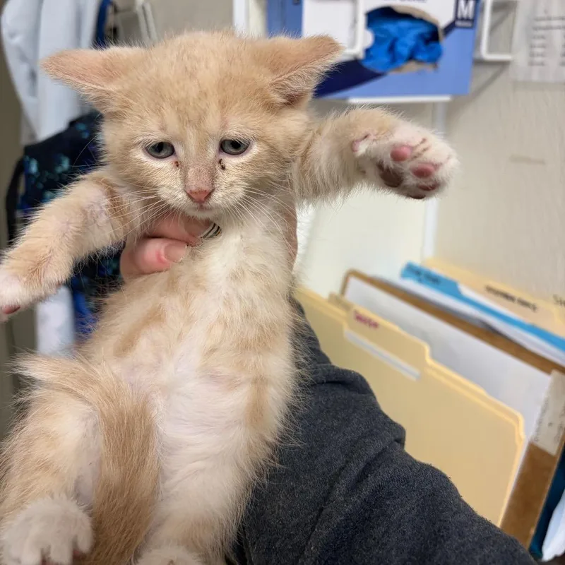 A baby small-sized female Buff / Tan / Fawn Domestic Short Hair cat named Lola for adoption in Pekin, IL