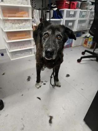 A senior large-sized female Mixed Breed dog named Clover for adoption in West Chester, PA
