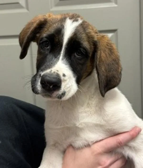 A baby large-sized female Saint Bernard dog named Sequoia for adoption in Littleton, CO