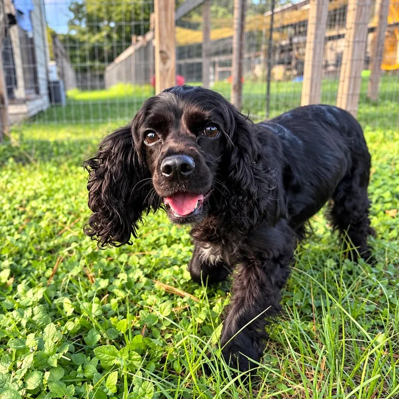 An adult medium-sized female Cocker Spaniel dog named Lady Nova for adoption in Houston, TX