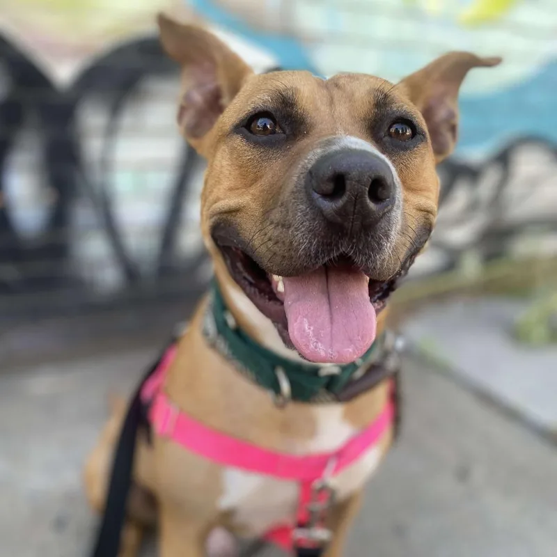 An adult large-sized male Red / Chestnut / Orange American Staffordshire Terrier dog named Wonder for adoption in Long Island City, NY