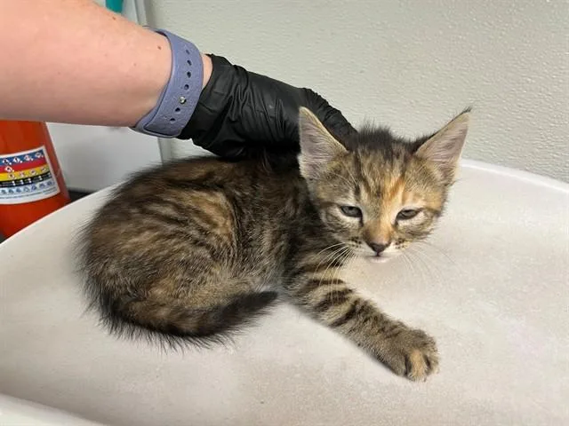 A baby small-sized female Domestic Short Hair cat named Matilda for adoption in Antioch, CA