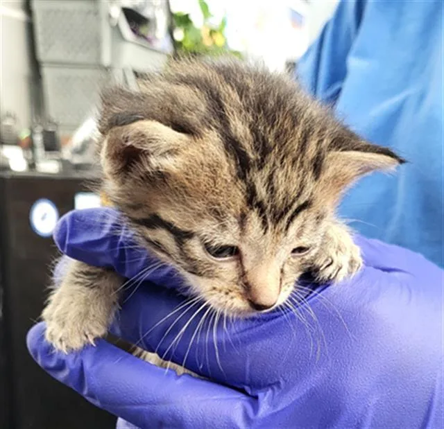 A baby medium-sized male Domestic Short Hair cat named Rex for adoption in Dallas, TX
