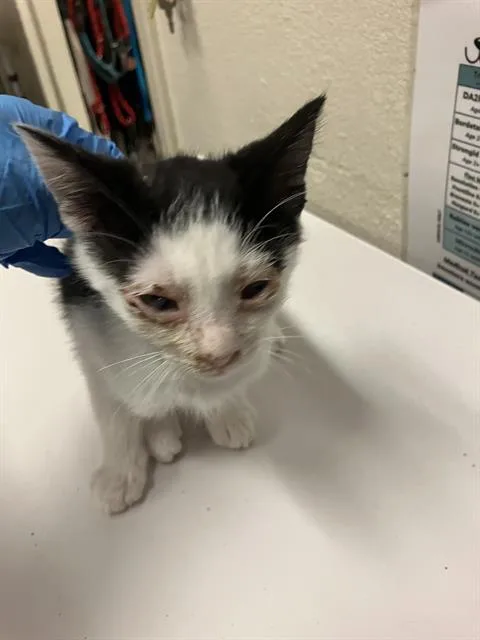 A baby small-sized male Domestic Short Hair cat named Ostrich for adoption in Long Beach, CA