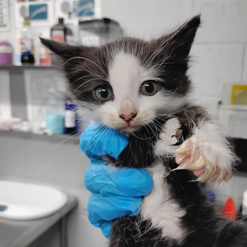 A baby small-sized female Black Domestic Medium Hair cat named Latte for adoption in Summerville, SC