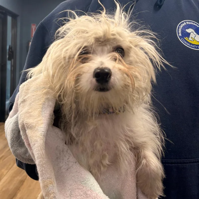 A baby small-sized male Mixed Breed dog named Tallulah for adoption in Newark, NJ