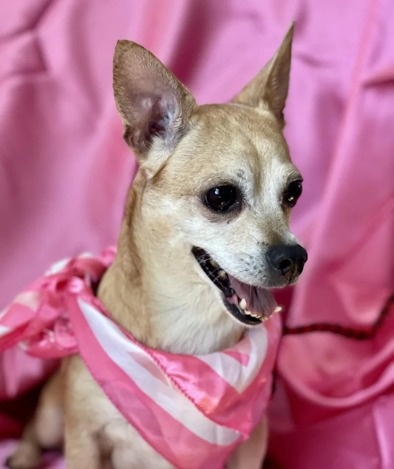 A young small-sized female Chihuahua dog named Juliet for adoption in Rowland Heights, CA