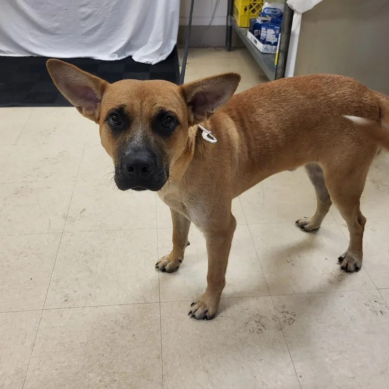 An adult medium-sized male Yellow / Tan / Blond / Fawn Mixed Breed dog named Foxy for adoption in Lake Panasoffkee, FL