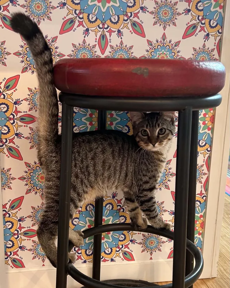 A baby medium-sized female Tabby (Gray / Blue / Silver) Domestic Short Hair cat named Houdini for adoption in Price, UT