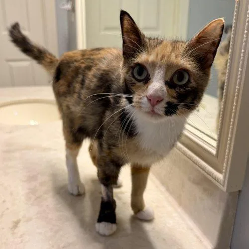 A baby small-sized female Torbie cat named Estelle for adoption in Knoxville, TN