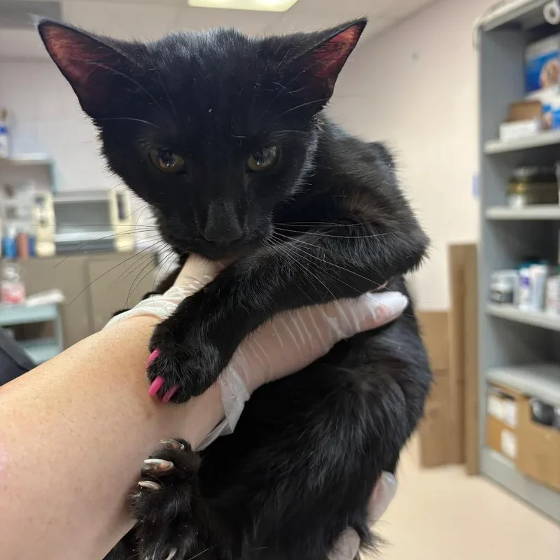 An adult medium-sized female Black Domestic Short Hair cat named Paris Hilton for adoption in Newark, NJ