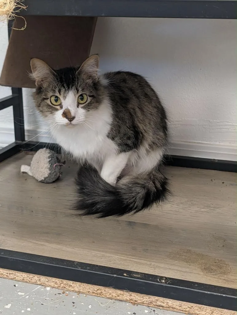 An adult medium-sized female Tabby cat named Monkey for adoption in Grand Junction, CO
