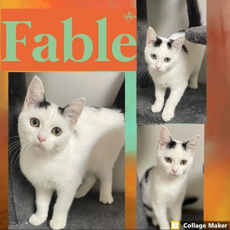 A baby medium-sized male Domestic Short Hair cat named Fable for adoption in Clearfield, PA