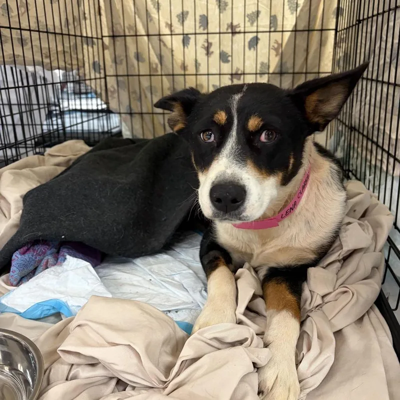 A young medium-sized female Black Mixed Breed dog named Lena for adoption in Moab, UT