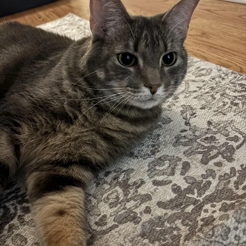 An adult medium-sized female Tabby (Gray / Blue / Silver) Tabby cat named Dior for adoption in Independence, OH