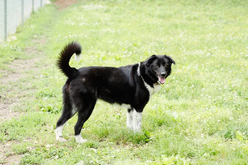 Charlie
