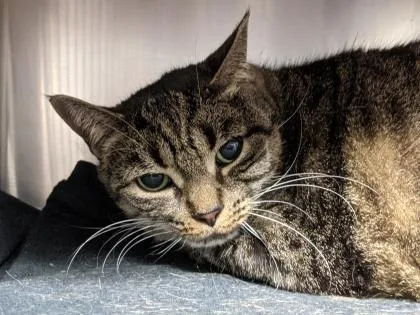 A senior medium-sized female Tabby (Brown / Chocolate) Domestic Short Hair cat named Patricia for adoption in Annapolis, MD